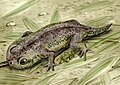 原蛙属（英语：Gerobatrachus）復原圖，属于两栖形类，诉说着有尾目和无尾目的起源