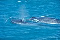 藍鯨是現存最大的動物。