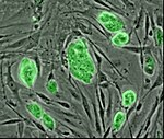 老鼠的胚胎干细胞