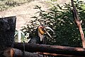 皱纹犀鸟