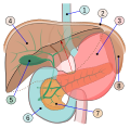 人體上腹部內臟簡圖： ⑴食道⑵橫膈膜⑶胃⑷肝⑸膽⑹小腸（開始段）⑺胰⑻左腎