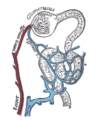 血管在腎臟皮質中的分流示意圖