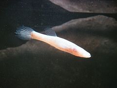 洞鲈 （北方洞穴鱼）是洞穴鱼的盲种。